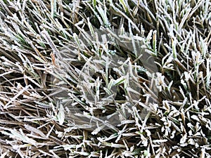 Green grass covered with frosty hoarfrost.
