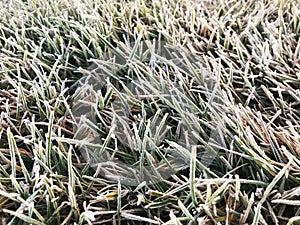 Green grass covered with frosty hoarfrost.