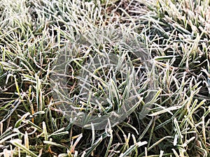 Green grass covered with frosty hoarfrost.