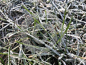 Green grass covered with frosty hoarfrost