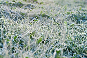 Green grass covered with hoarfrost