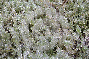 Green grass, covered with ice after a freezing rain. abstract background. great plan, for design