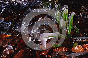 Green grass covered with ice in winter as a background