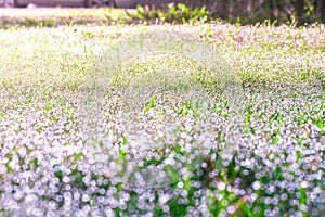 green grass covered with a lot of dew shining in the rays of the bright morning sun, selective focus