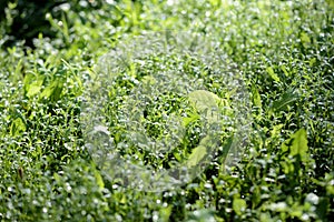 Green grass covered with morning dew in a summer garden. Natural background