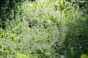 Green grass covered with morning dew in a summer garden. Natural background