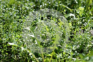 Green grass covered with morning dew in a summer garden. Natural background