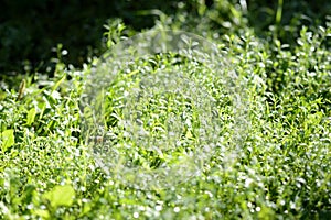 Green grass covered with morning dew in a summer garden. Natural background