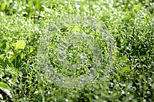 Green grass covered with morning dew in a summer garden. Natural background