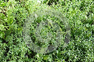 Green grass covered with morning dew in a summer garden. Natural background