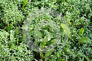 Green grass covered with morning dew in a summer garden. Natural background