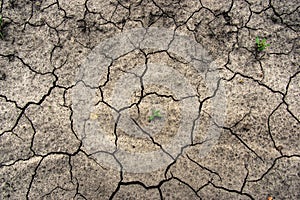 Green grass on cracked earth