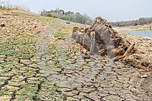 Green grass on cracked mud in drought