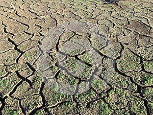 Green grass on the cracked mud of the dry bottom of reservoir