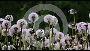 Green grass.Creative.Small white dandelions standing next to each other and on which raindrops are dripping.