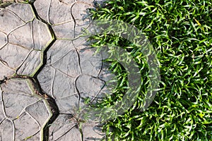 Green grass creeping to walkway