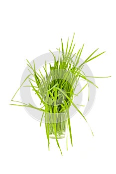 Green grass in cup isolated on white background