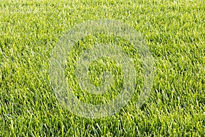 Green grass cut texture lawn landscape yard nature natural background