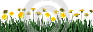 Green grass and dandelions