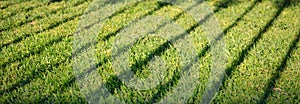 Green grass with dark shadow of fence. Blank backdrop, close up view with details, banner.