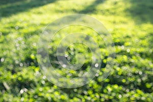 grass defocused background