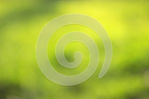 grass defocused background
