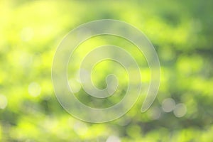 grass defocused background