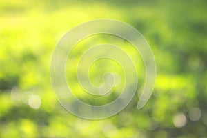 grass defocused background