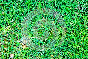 Green Grass Detail
