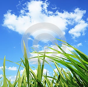 Green grass,development environmental protection concept