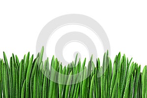 Green grass with dew, border isolated on white background