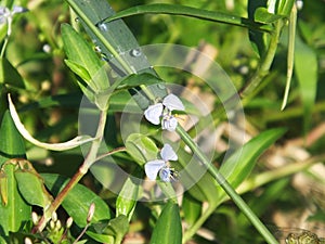 Green grass with dew drops close up