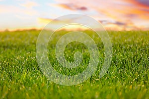 Green grass with dew drops in field on spring morning