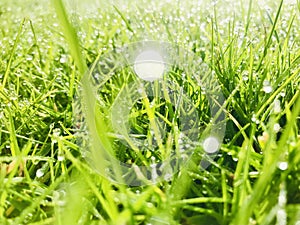 Green grass with dew drops. Light spot.