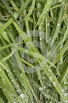 Green grass with dew drops .Natural background.Water droplets on the green grass.