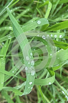 Green grass with dew drops .Natural background.Water droplets on the green grass.