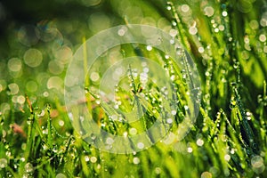 Green grass with dew in sunlight