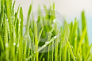 green grass with dews drop