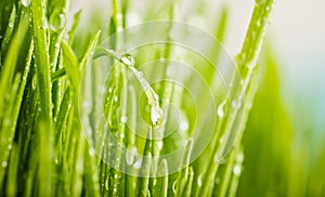 Green grass with dews drop