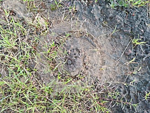A green grass dragonfly resting on rocky surface