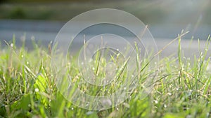 Green grass with drops of dew