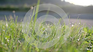 Green grass with drops of dew