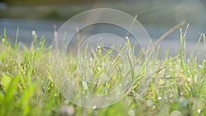 Green Grass with Drops of Dew