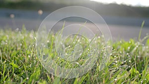 Green Grass with Drops of Dew