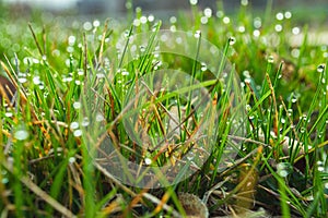 Green grass in drops of dew. Natural plant background