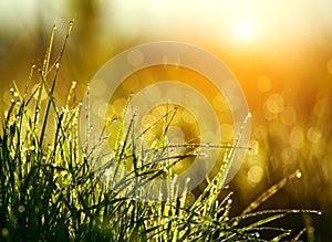 Green grass with drops of dew at sunrise in spring in sunlight background beauty of nature awakening vegetation