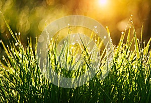 Green grass with drops of dew at sunrise in spring in sunlight background beauty of nature awakening vegetation photo