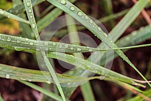 Green grass with drops after rain