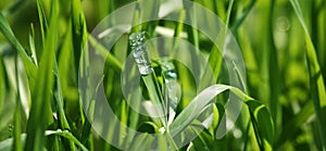 Green grass with drops of ross