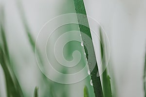 Green grass with drops of water dew in morning light in spring summer outdoors close-up macro, grain added